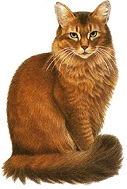 Kot