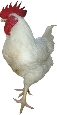 Petuh