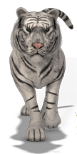 White Tiger